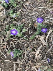 Phacelia patuliflora