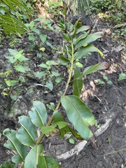 Acrostichum danaeifolium