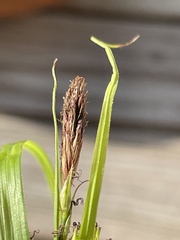 Carex hyalinolepis