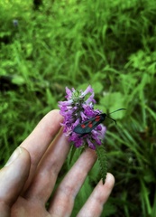 Zygaena lonicerae