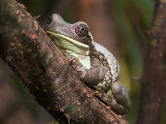 Trachycephalus typhonius