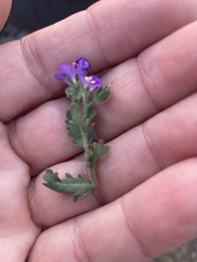 Phacelia patuliflora