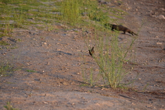 Galictis cuja