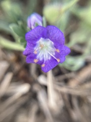 Phacelia patuliflora