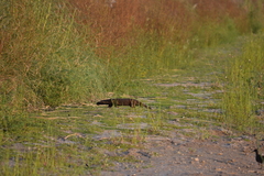 Galictis cuja