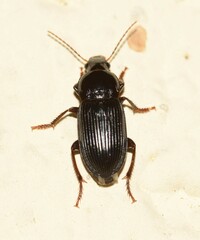 Harpalus serripes