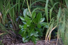 Tabebuia heterophylla