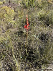 Tritoniopsis triticea