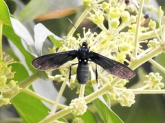 Macrocneme leucostigma