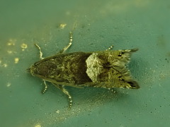 Sereda