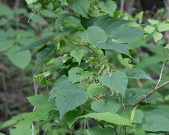 Dioscorea villosa