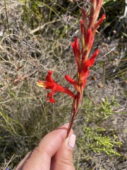 Tritoniopsis triticea