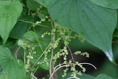Dioscorea villosa