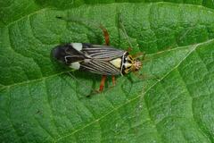 Rhabdomiris striatellus