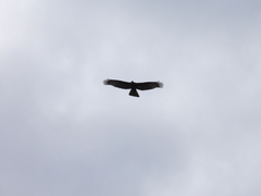 Pernis ptilorhynchus orientalis