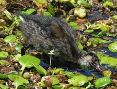 Porphyriops melanops