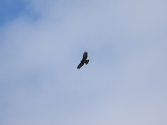 Pernis ptilorhynchus orientalis