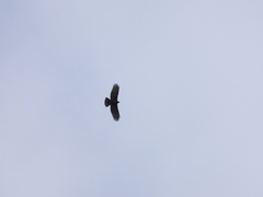 Pernis ptilorhynchus orientalis