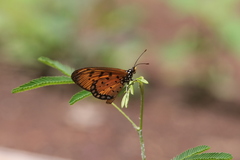 Acraea terpsicore