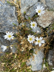 Dichodon cerastoides