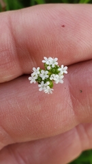 Valerianella radiata