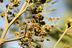 Dasineura rubiformis