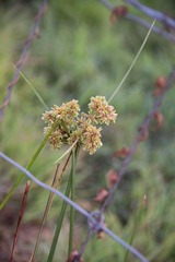 Cyperus alopecuroides
