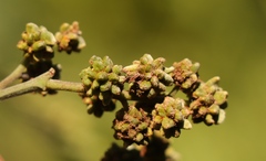 Dasineura rubiformis