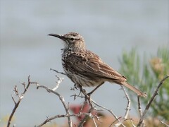 Certhilauda curvirostris