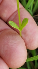 Valerianella radiata