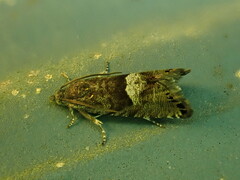 Sereda