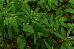 Lysimachia klattiana