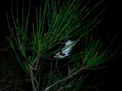 Crypsiphona tasmanica