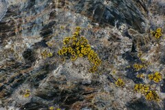 Candelariella aurella