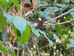 Euploea radamanthus