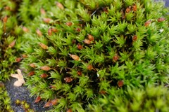 Orthotrichum anomalum