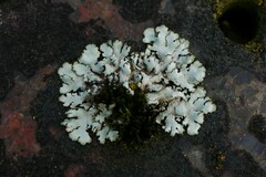 Xanthoparmelia conspersa