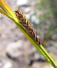 Carex spectabilis