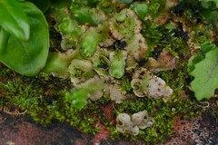 Lunularia cruciata