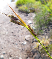 Carex spectabilis