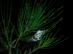 Crypsiphona tasmanica