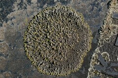 Xanthoparmelia pulla