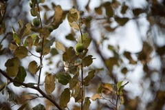 Malpighia emarginata