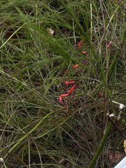 Russelia equisetiformis