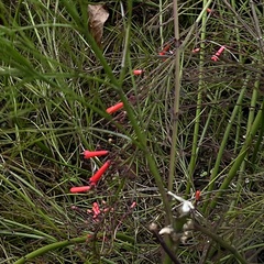 Russelia equisetiformis