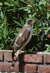Rupornis magnirostris