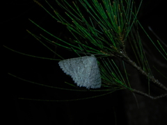 Crypsiphona tasmanica