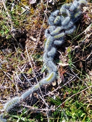 Thaumetopoea herculeana