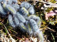 Thaumetopoea herculeana