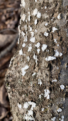 Cryptococcus fagisuga